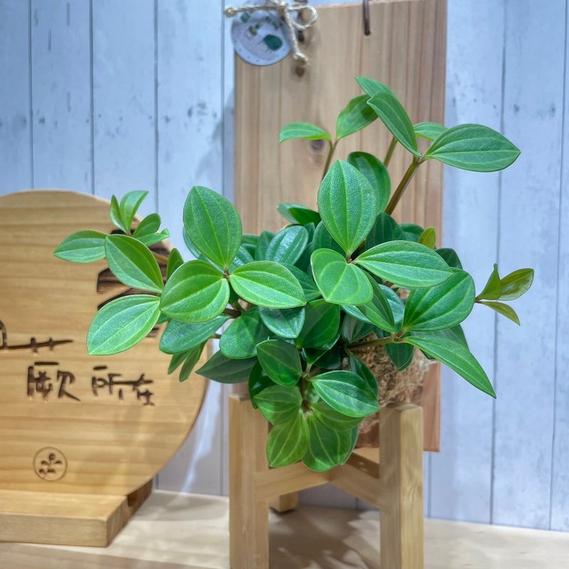 植蕨所在  翡翠椒草 水苔上板植物  上板植物 開店送禮 - 植栽/盆栽 - 植物．花 