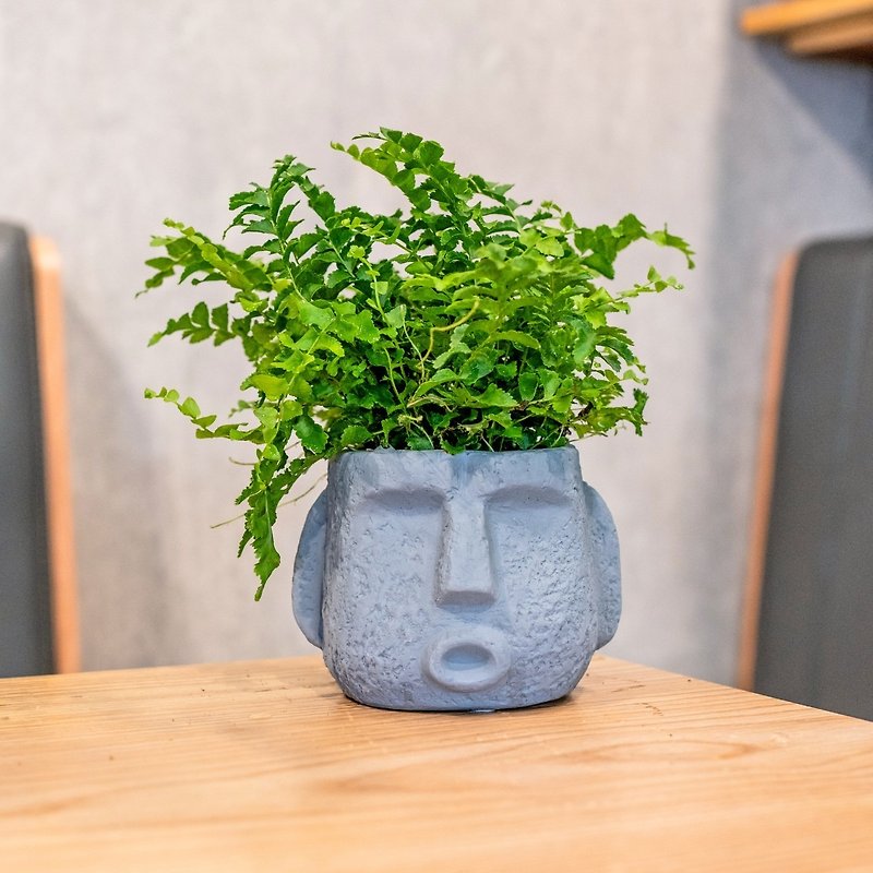 Peng Peng Fern Moai Portrait Dark Gray Cement Potted Desktop Potted Plant Housewarming Gift Planting Pot - Plants - Plants & Flowers 