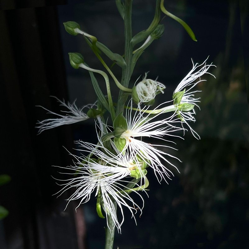 wow's white fairies silk-petaled big-leaved heron grass | variant rare mountain wild grass moss hill - เซรามิก - ดินเผา 