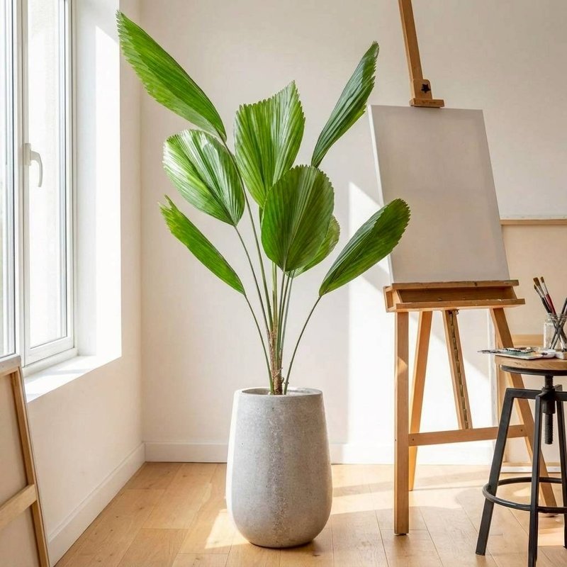 圓扇蒲葵水泥盆栽 落地盆栽 灰水滴磨石花盆 開幕送禮  喬遷禮 - 盆栽/植栽 - 植物．花 