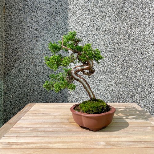 小品盆栽-系魚川真柏盆景送禮- 設計館野趣小品盆栽Rustic Charm Bonsai