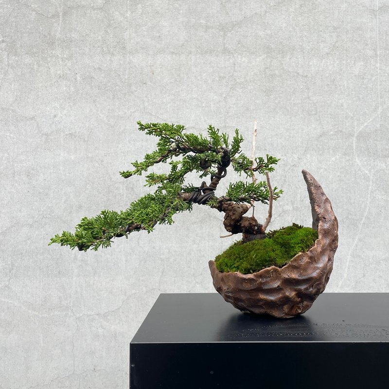 小品盆栽-系魚川真柏  盆景 送禮 - 盆栽/植栽 - 植物．花 