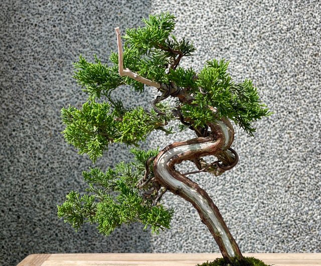 小品盆栽-系魚川真柏盆景送禮- 設計館野趣小品盆栽Rustic Charm Bonsai 