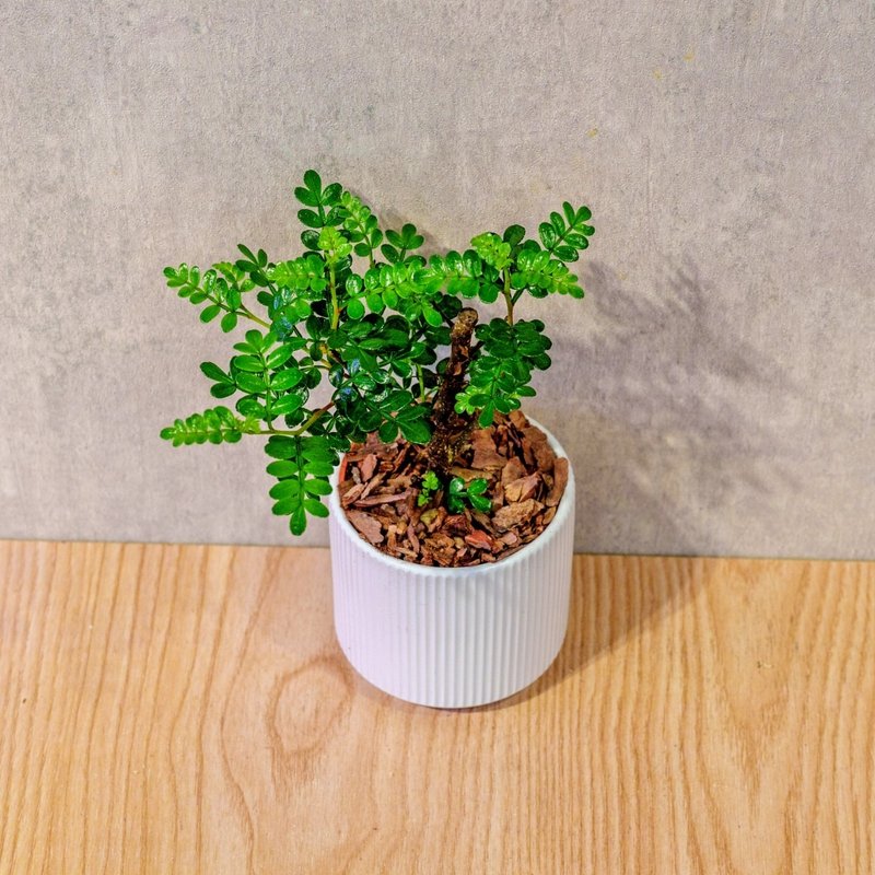 胡椒木 莫蘭迪色系直紋陶盆 室內植物 觀葉植物 禮物 盆栽 - 盆栽/植栽 - 植物．花 白色