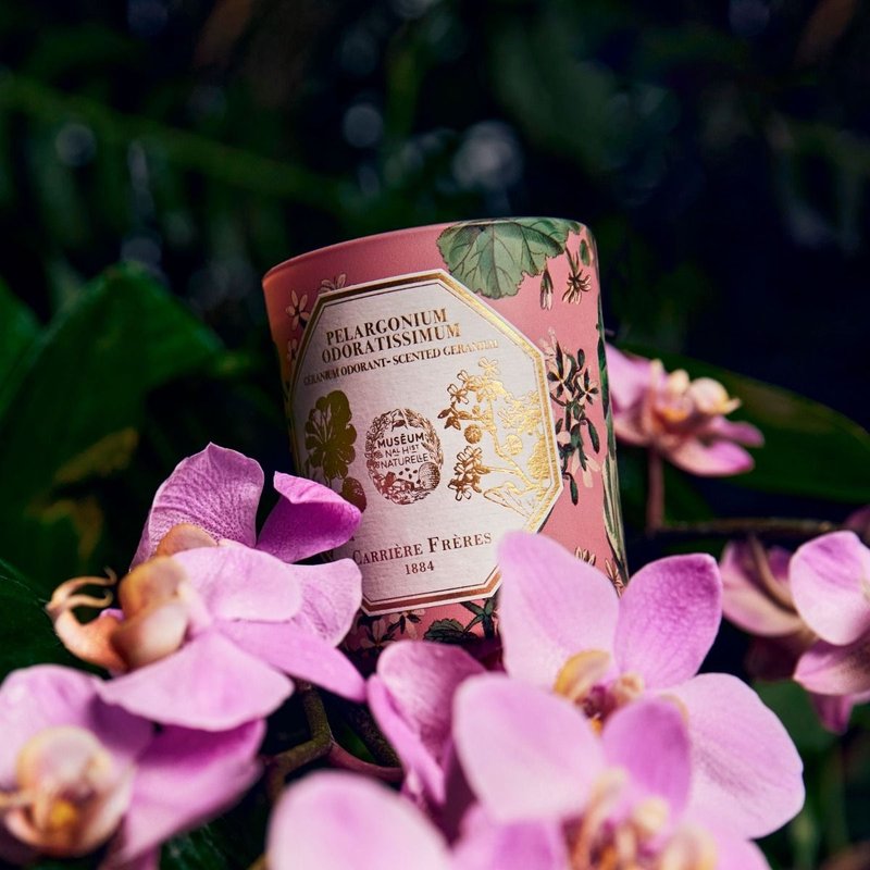 Carrière Frères Museum Series Geranium Scented Candle - เทียน/เชิงเทียน - ขี้ผึ้ง สึชมพู