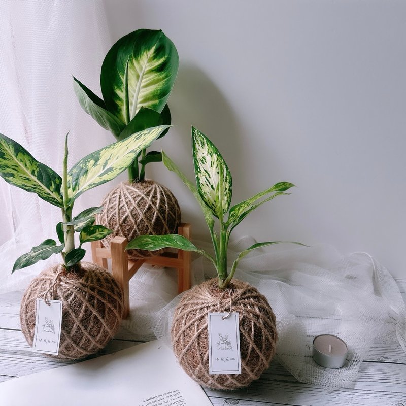 小苔球 多品種粗肋草 植栽 - 盆栽/植栽 - 植物．花 