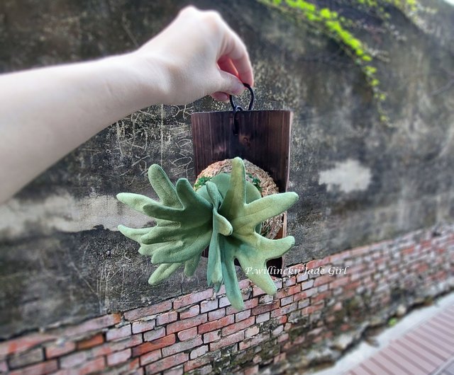 植物の写真 - ピグミー ジャワ スタッグホーン シダ 壁掛け