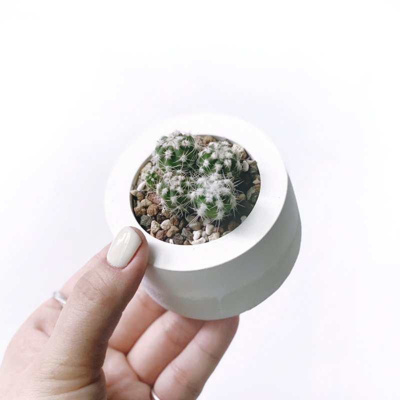 (現貨) 白灰漸層系列 | 短毛丸多頭 小圓形漸層水泥仙人掌植栽 - 盆栽/植栽 - 植物．花 灰色