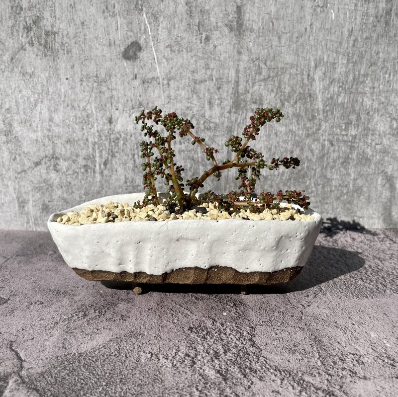 白色浴缸多肉植物盆栽 - 盆栽/植栽 - 陶 咖啡色