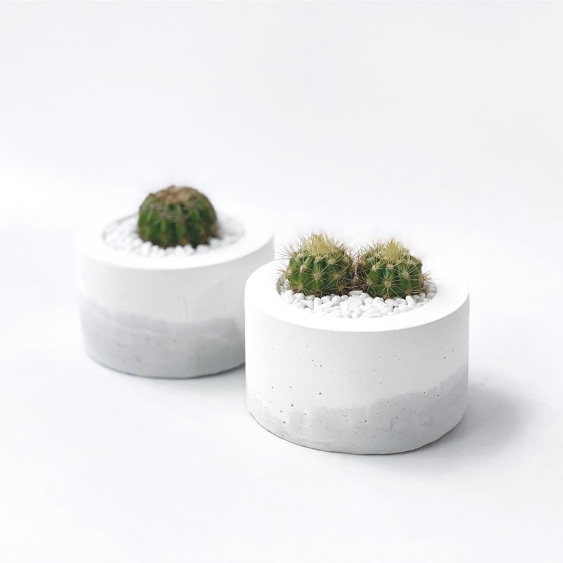 (Spot) Jinshengmaru Cactus-Small Round Gradient Cement Planting - ตกแต่งต้นไม้ - พืช/ดอกไม้ สีเทา