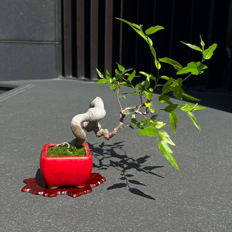 Bamboo leaves and stone ∣ mini bonsai - Plants - Pottery 