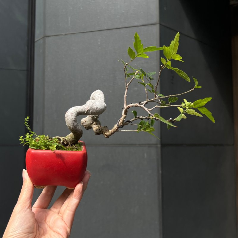 竹葉石朴∣迷你盆景盆栽 - 盆栽/植栽 - 陶 