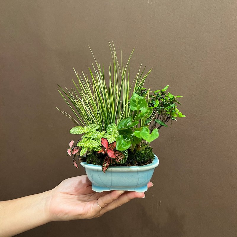 日本黃金縮緬葛∣斑葉菖蒲合植山野草 - 植物/盆栽/盆景 - 陶 