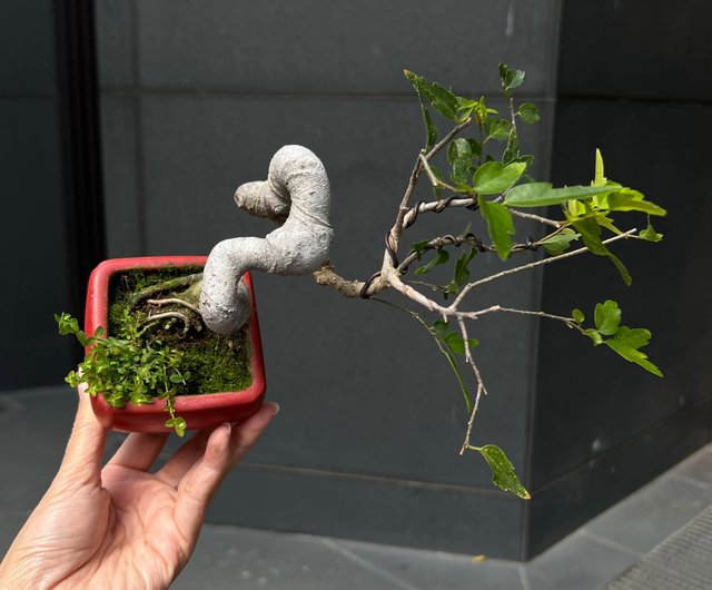 1345 盆栽　盆栽鉢　植木鉢　ミニ鉢　竹内一真 楽天市場】【15%OFF】セール 和鉢 盆栽 ミニ盆栽 [172-153