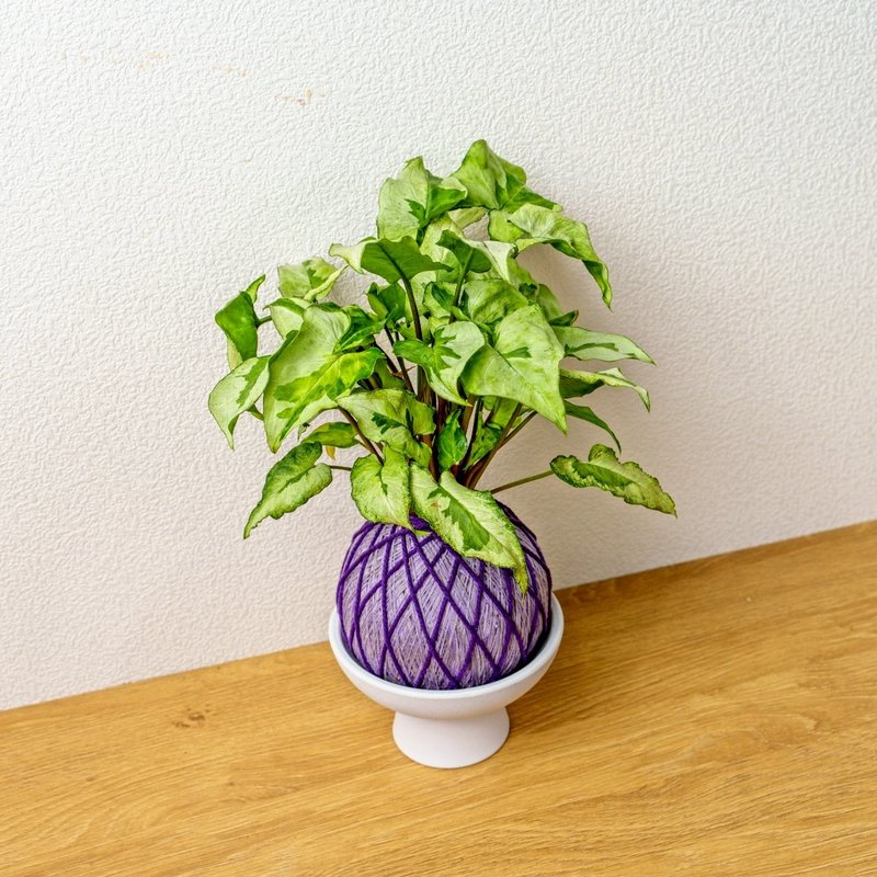 苔球植物 三王合果芋淺紫苔球加磨砂高腳缽 苔球 苔玉 禮物 - 盆栽/植栽 - 植物．花 綠色