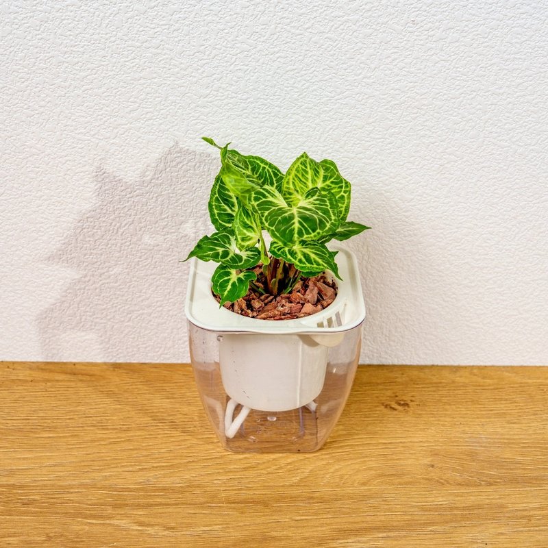 蠟染合果芋 免澆水方形盆栽 室內植物 觀葉植物 禮物 盆栽 辦公室 - 盆栽/植栽 - 陶 透明