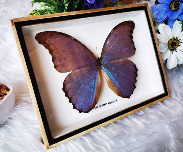 Framed Morpho Didius online