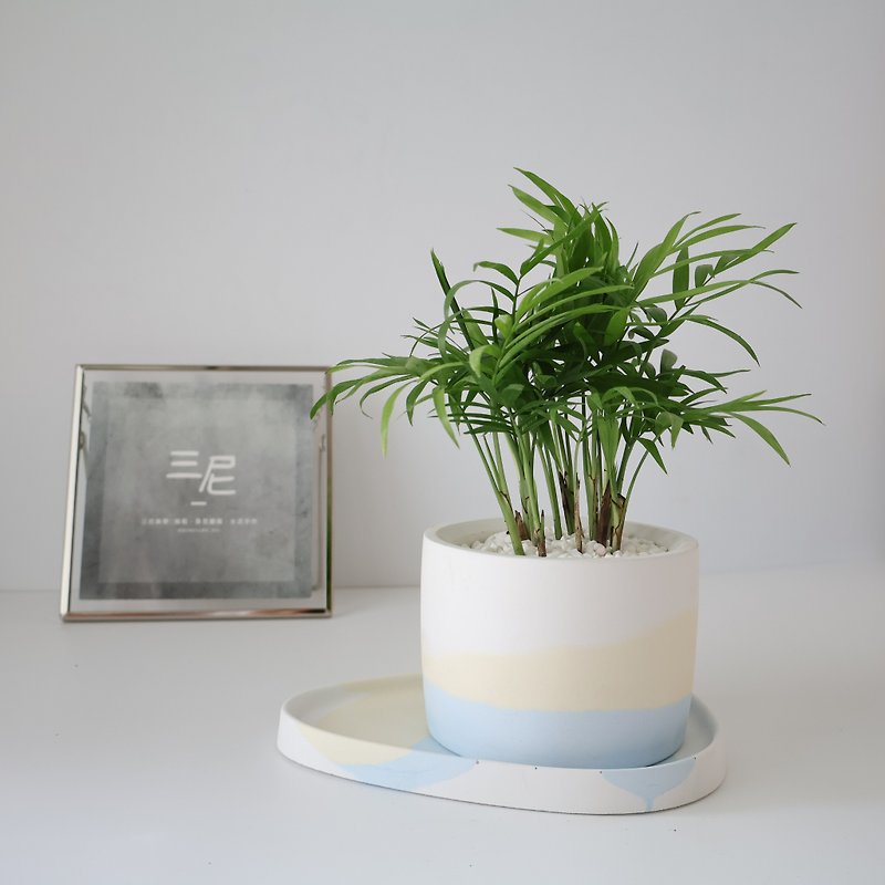 Pocket Coconut •Light Blue Hour/ Cement Planting/Purifying Air/Gifts/Tabletop Potted Plants - ตกแต่งต้นไม้ - ปูน 