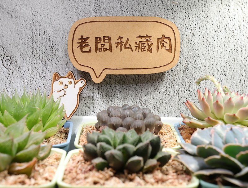 [2024 Boss’s Private Meat] Single Pot Succulent Plants are updated from time to time - Plants - Plants & Flowers Green