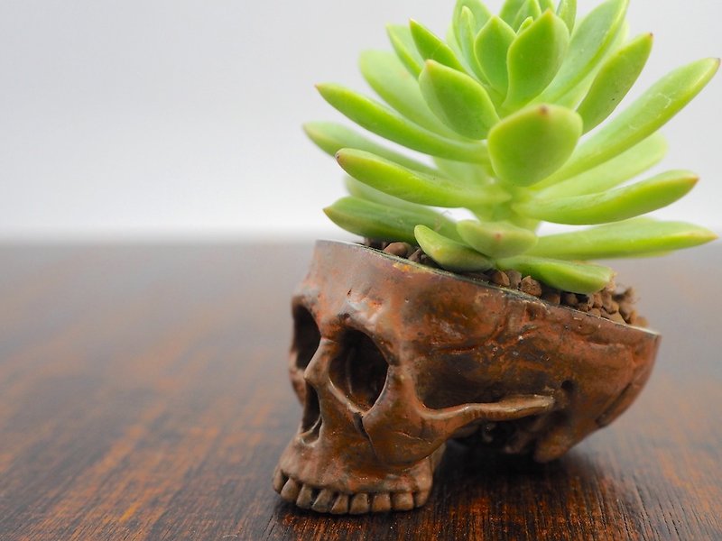 Skull pots cactus small potted plants in brass and rusty color  - ตกแต่งต้นไม้ - โลหะ สีทอง