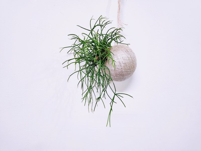 Weeping green coral moss balls│board plants│indoor plants│window plants│foliage plants - ตกแต่งต้นไม้ - พืช/ดอกไม้ สีเขียว