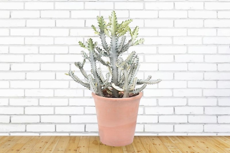 Large cactus | Imperial | promotion official home opening potted plants - ตกแต่งต้นไม้ - ปูน ขาว