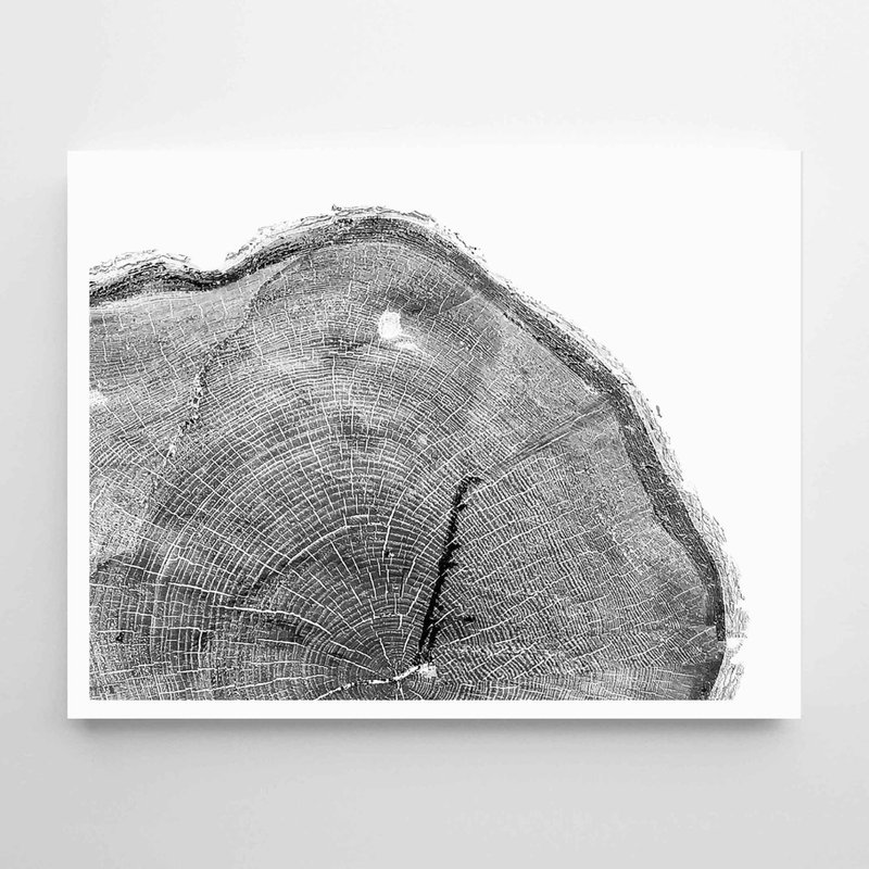 Tree Ring #3 Painting Decoration Bedroom Bathroom Restaurant Cafe - Wall Décor - Paper 