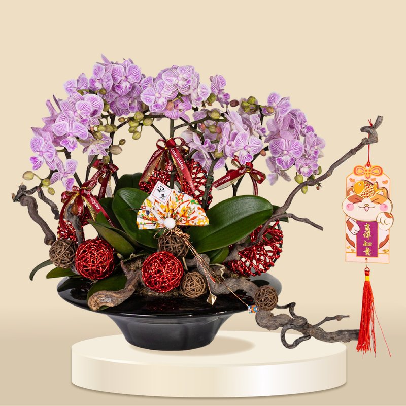 小品蝴蝶蘭七彩魚6棵 (1165) 蘭花 新春蘭花 年花 自家蘭花園種 - 植栽/盆栽 - 植物．花 