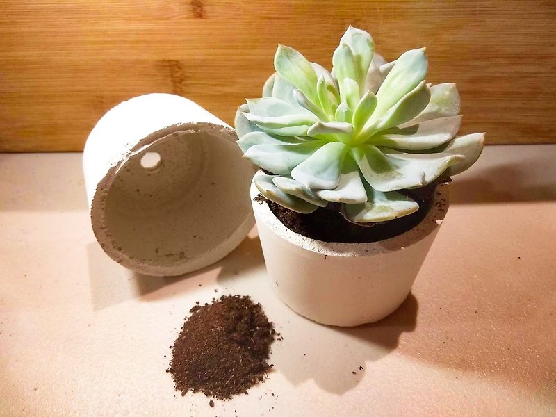 蚵粉植物盆栽 - 花瓶/陶器 - 其他材質 