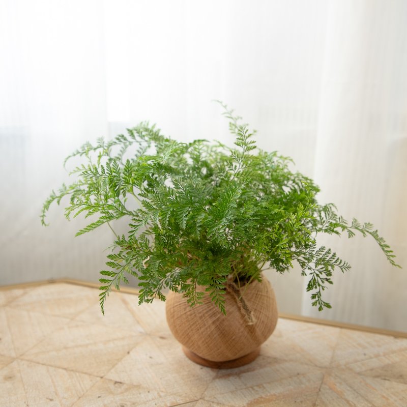 Handmade rabbit foot fern planting moss balls/with many leaves that can be hung - Plants - Plants & Flowers 