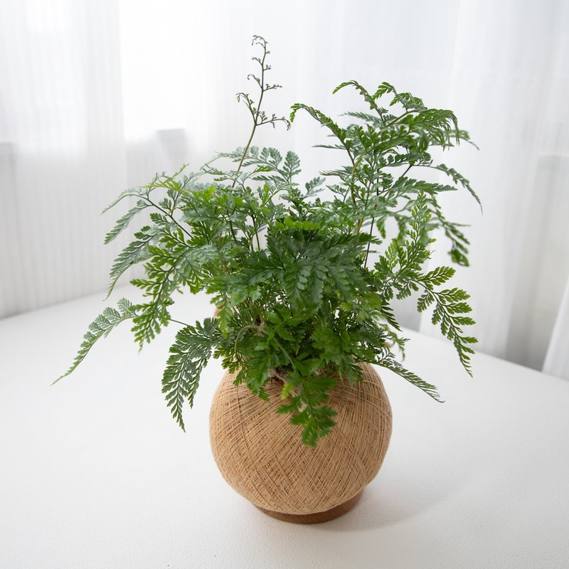 兔腳蕨 手作植栽苔球 - 盆栽/植栽 - 植物．花 