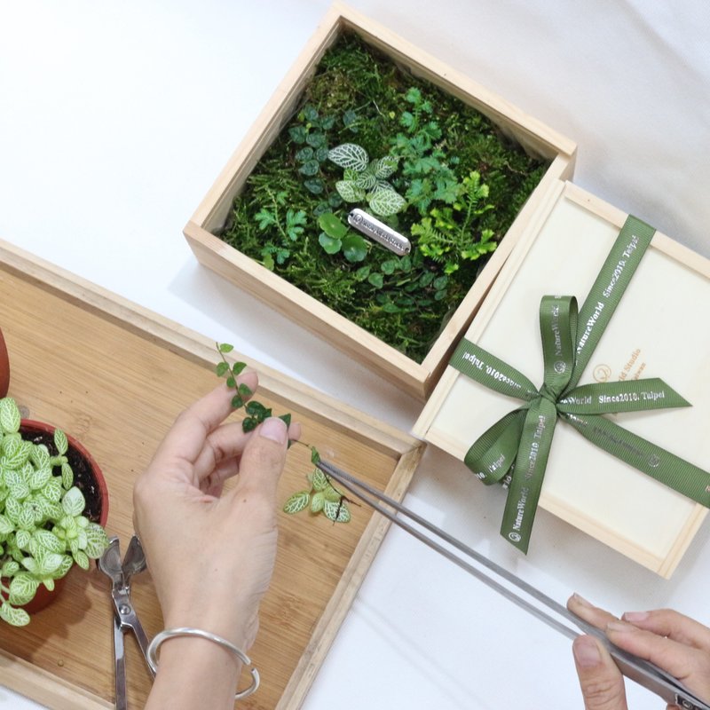 Earth Moss Plant Box - ตกแต่งต้นไม้ - พืช/ดอกไม้ 