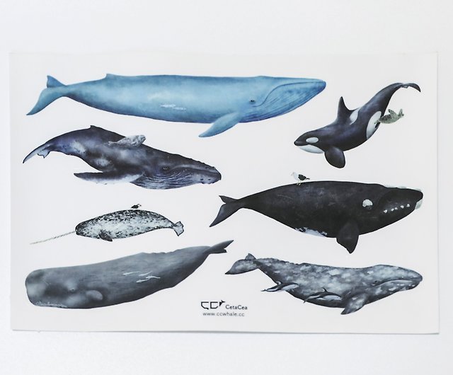 ウォータープルーフのクジラステッカー  7種のクジラとイルカ - ショップ ccwhale シール - Pinkoi