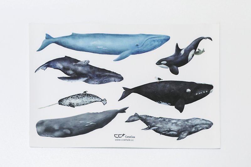 | 透明防水クジラステッカー | 7種のクジラ目 - シール - 防水素材 透明