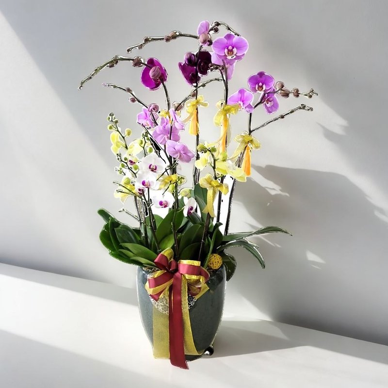 Five-color Moth / Phalaenopsis Orchids (10 Flowers) GF00230 - Plants - Plants & Flowers 