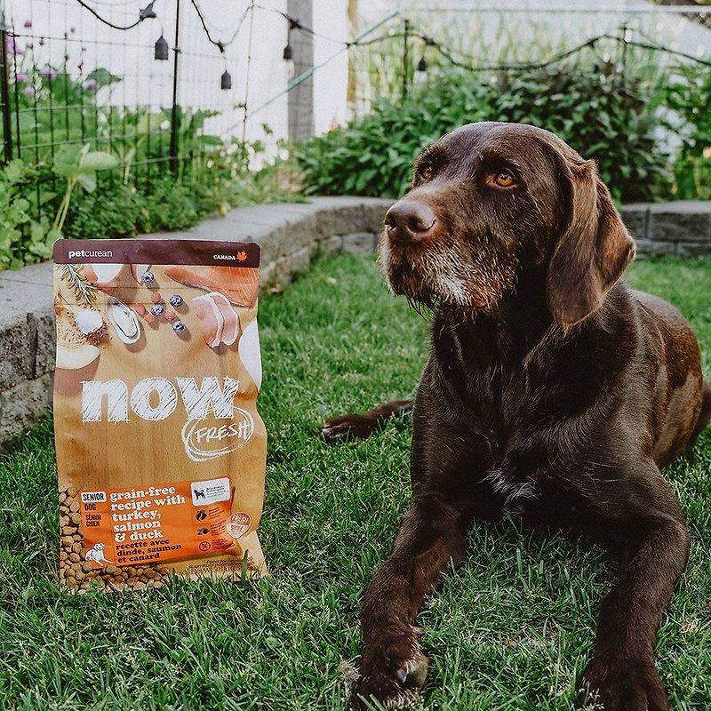 [Dog staple food] now fresh meat grain-free medium-sized old dog natural food dog food hypoallergenic WDJ recommended - อาหารแห้งและอาหารกระป๋อง - อาหารสด 