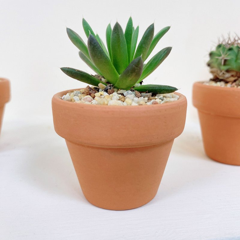 │小陶盆植栽│ 昭和 - 盆栽/植栽 - 植物．花 