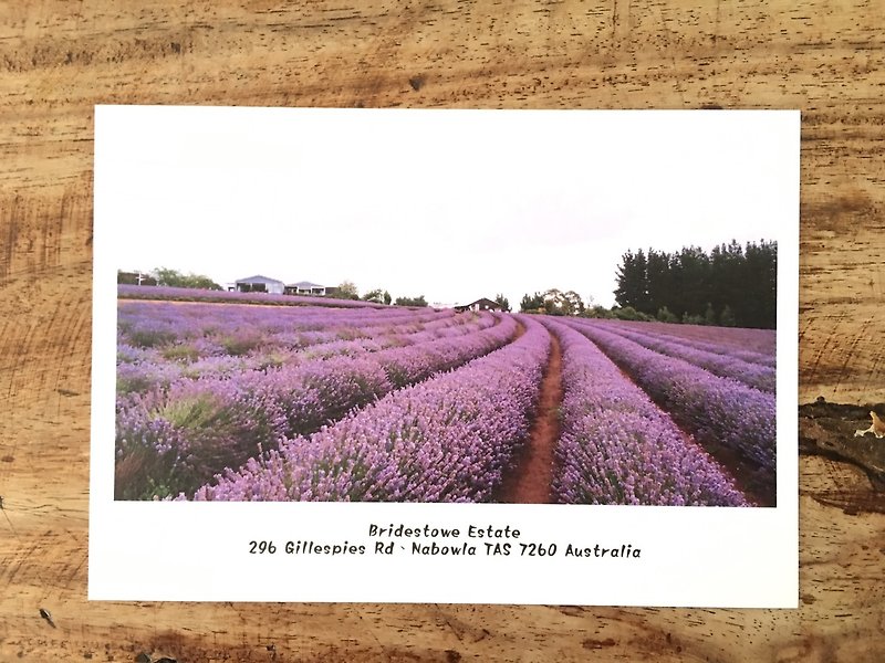 Postcard Postcards - elegant lavender epoch-cj - การ์ด/โปสการ์ด - กระดาษ หลากหลายสี