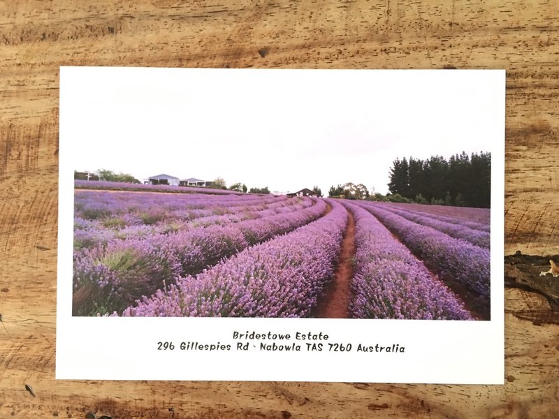 Postcard Postcards - elegant lavender epoch-cj - Cards & Postcards - Paper Multicolor