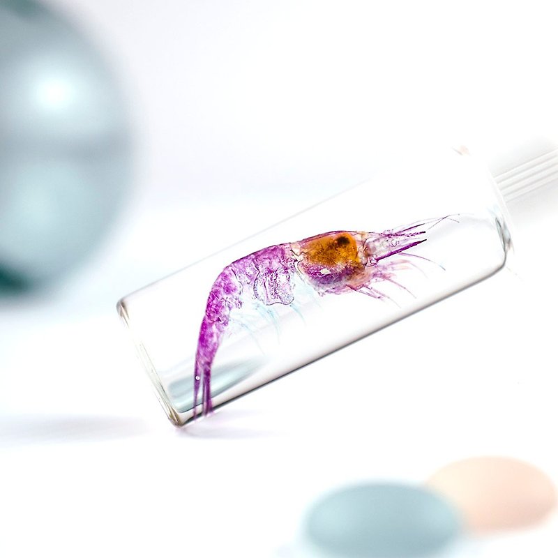 透明標本 刺蝦 蝦標本 台灣海洋生物 - 擺飾/家飾品 - 玻璃 透明