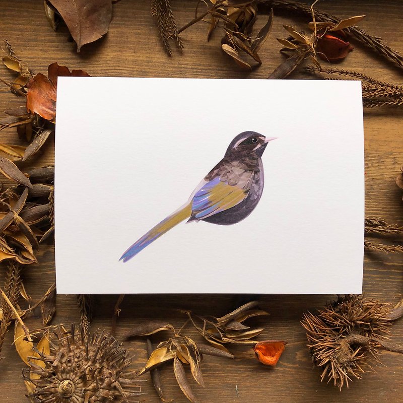 Bird Bird Series Gold Wing White Eyebrow Postcard - Cards & Postcards - Paper Brown