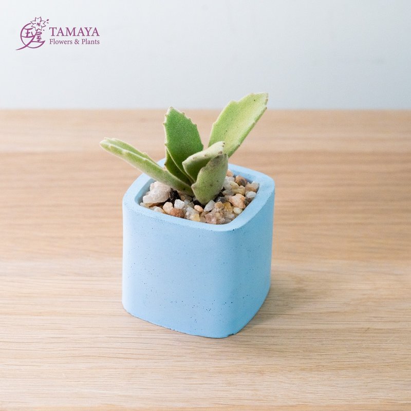 Mini succulent potted plant | white Cement pot - ตกแต่งต้นไม้ - พืช/ดอกไม้ สีเขียว