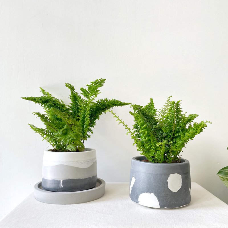 [Pet-friendly] Boston kidney fern with ruffled leaves • Chubby Cement potted plant / Customizable English letters - ตกแต่งต้นไม้ - ปูน หลากหลายสี