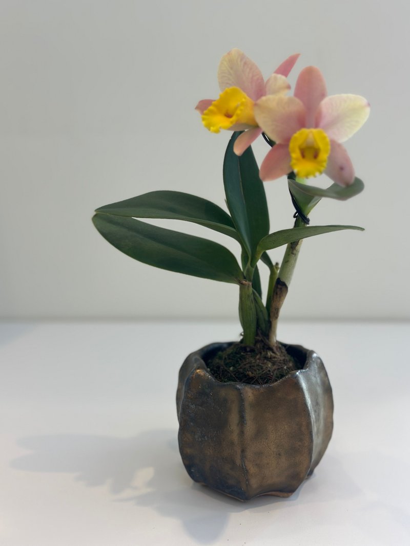 手捏陶盆器/ - 花瓶/花器 - 陶 