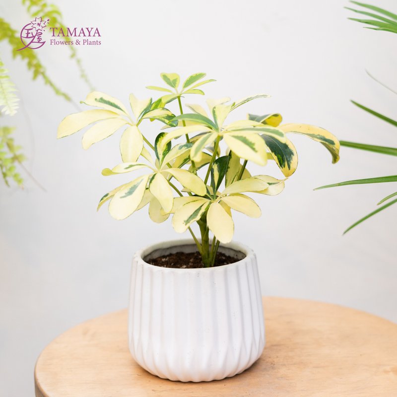 Variegated Schefflera - ตกแต่งต้นไม้ - พืช/ดอกไม้ สีเขียว