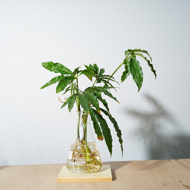 Raise Hydroponics Series-Hemp Leaf Flower Candle Gift - ตกแต่งต้นไม้ - พืช/ดอกไม้ สีเขียว