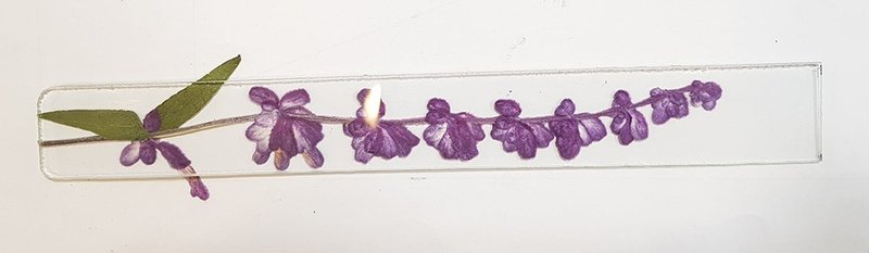 指定客製∣墨西哥鼠尾草∣玻璃鑲崁∣花草標本書籤 - 書籤 - 植物．花 白色