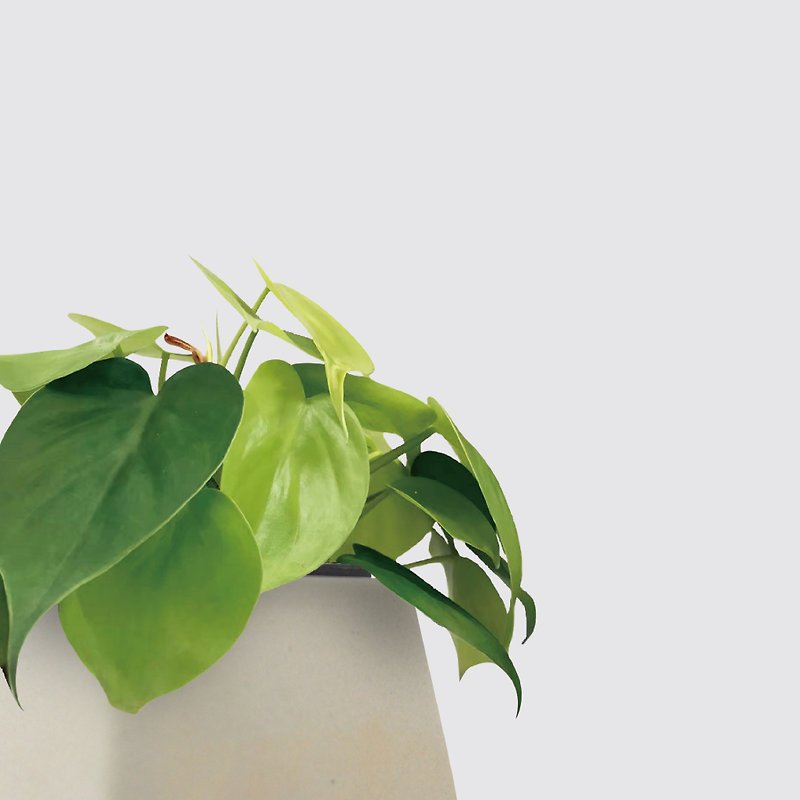 │ Square Pot Series│ Heart Leaf Philodendron - Kitchen Bath Plant Hydroponic Potted Air Purification - ตกแต่งต้นไม้ - พืช/ดอกไม้ 