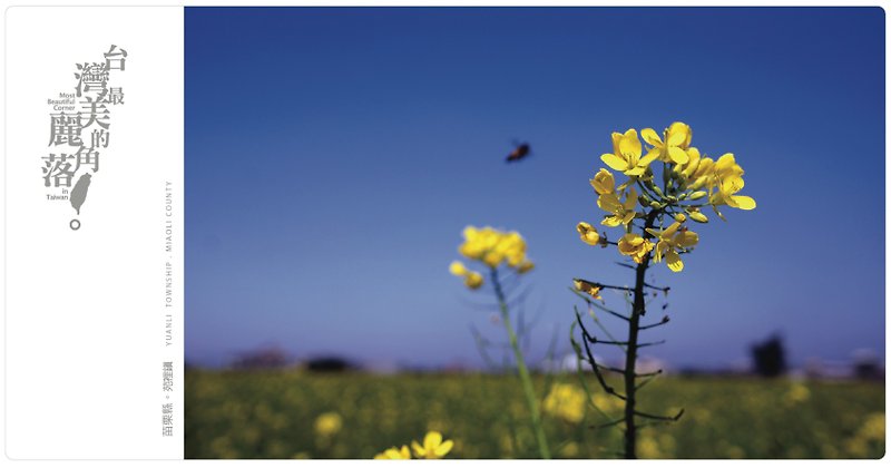 [Design] eyeDesign see Taiwan's most beautiful corners of postcards - canola flower - Cards & Postcards - Paper Yellow