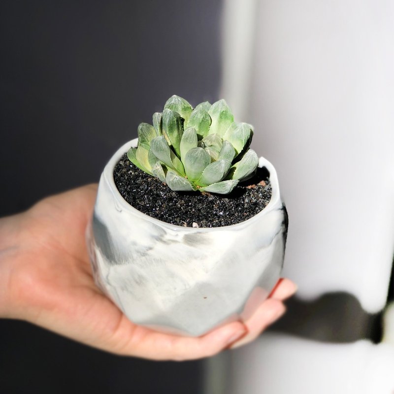 通透似玉 療癒系 玉露小盆栽 | 居家辦公好夥伴 WFH - 盆栽/植栽 - 植物．花 綠色